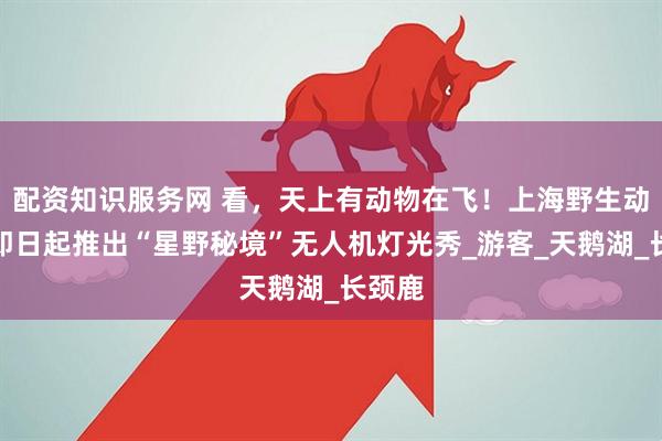 配资知识服务网 看，天上有动物在飞！上海野生动物园即日起推出“星野秘境”无人机灯光秀_游客_天鹅湖_长颈鹿